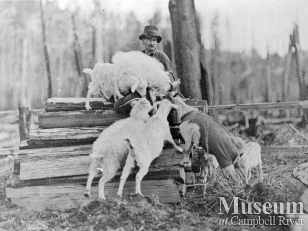 Art Stenfors and his goats at his ranch at Granite Bay, Quadra Island