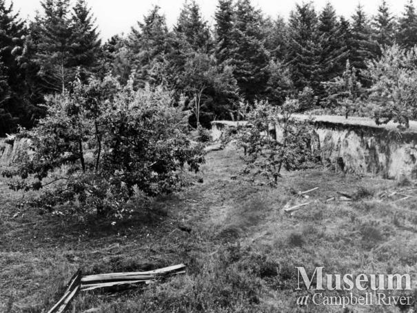 Marshall's orchard after 1946 eathquake,  Read Island 