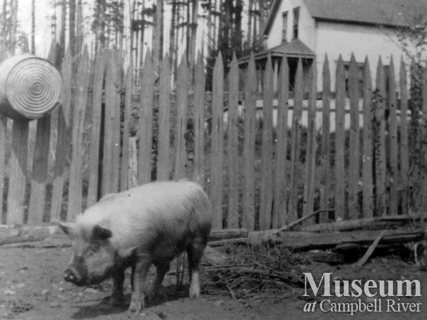 Yeatman's Farm, Quadra Island