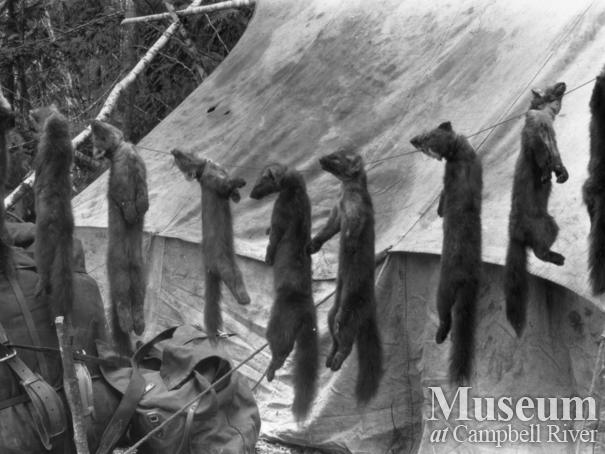 String of marten trapped by August Schnarr
