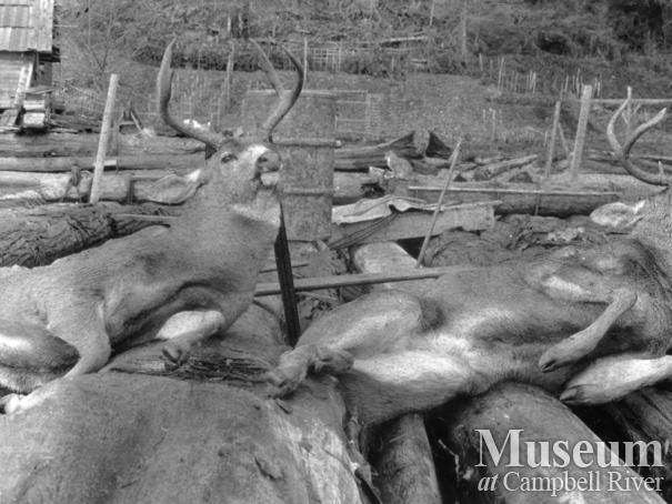 Dead deer at August Schnarr’s place, Bute Inlet	