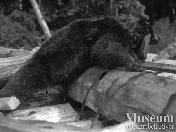 Black bear probably shot by August Schnarr in Bute Inlet	
