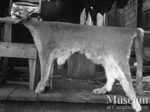 Pelt of cougar shot by August Schnarr 