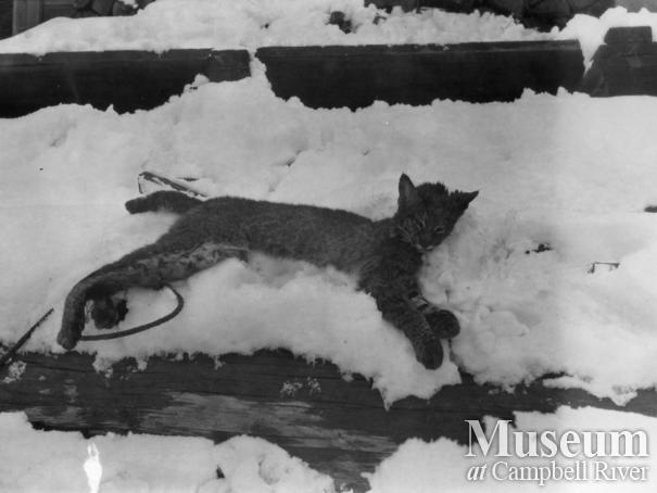 A bobcat probably shot by August  Schnarr in Bute Inlet	
