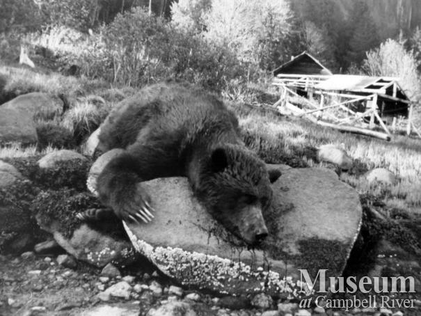 Dead grizzly bear possibly in front of Stanton's home, Knight Inlet