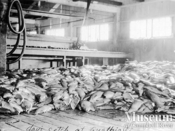 A day's catch on the floor of the Quathiaski Cannery at Quadra Island
