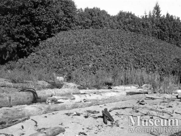 Beach front at Read Bay, Topaze Harbour 