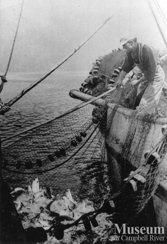 Hauling in the seine nets by hand