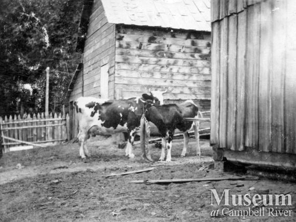 Two cows at Marlatt family homestead on Mary Island