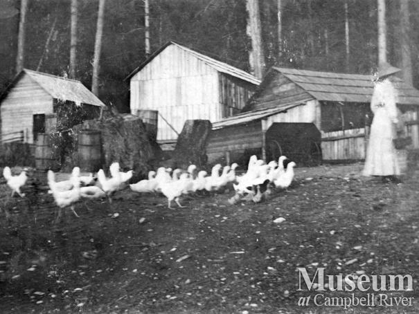 Chicken yard and outbuildings at Marlatt family homestead, Mary Island